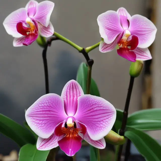 A core product represented as a seed sprouting into an orchid, surrounded by augmentations symbolized by bees, butterflies and rainbow petals