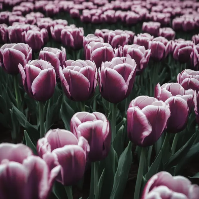 An image of illicit tulips growing in the shadows of a digital marketplace, symbolizing clandestine economic activity throughout history