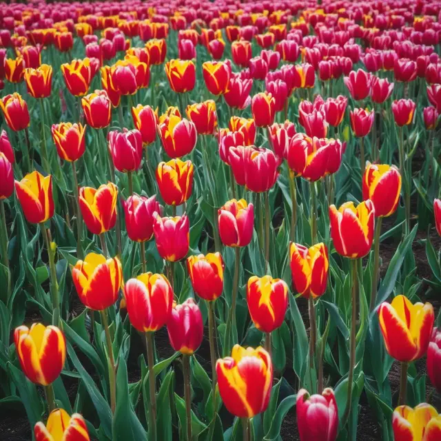 An image depicting tulips blooming against the backdrop of anxious figures, symbolizing societal upheaval during tulipmania and its impact on Dutch economy.
