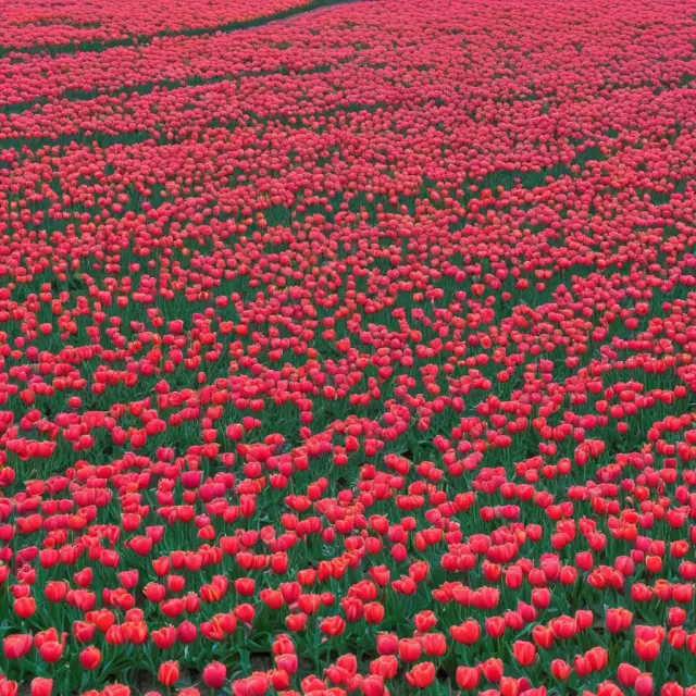 Dutch Auctions in Finance: Understanding the Process and Benefits for Initial Public Offerings
