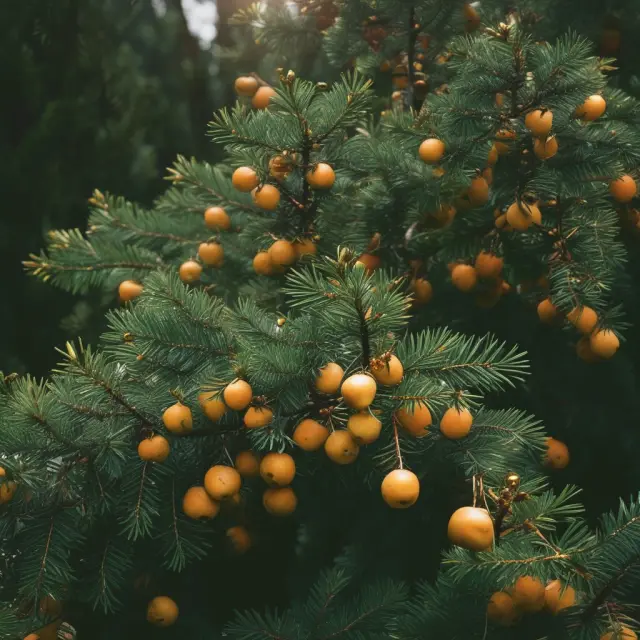 An evergreen tree adorned with golden leaves and fruit, representing companies that have prospered through the use of evergreen funding.