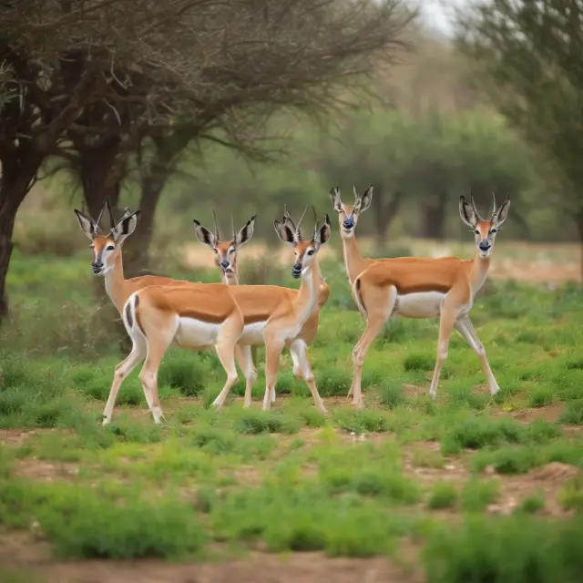 Understanding Gazelle Companies: Definition, Characteristics, Examples, and Significance for Investors