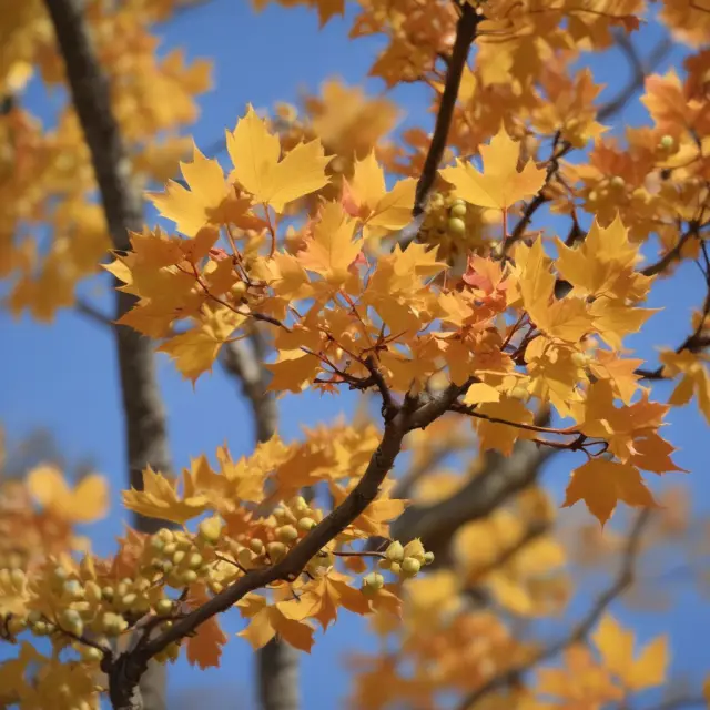 Canadian Maple Leaf tree with gold RRSP acorns symbolizing savings and tax benefits