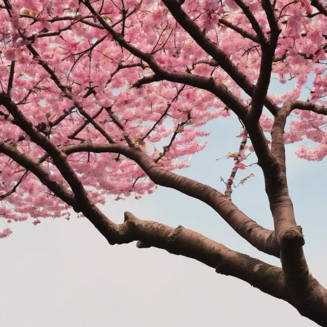 Japanese cherry tree illustrating Japan ETFs and individual Japanese stocks: diversified returns, lower risk vs. higher potential gains, increased volatility