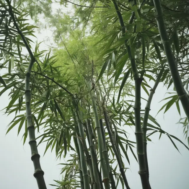 A robust bamboo tree with branches reaching beyond its borders, representing Japan Inc.