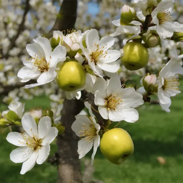 A golden apple orchard with a select few employees picking fruit, symbolizing the unique benefits given to key employees