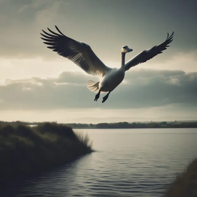 A swan elegantly diving between two bank logos, representing the process of check kiting