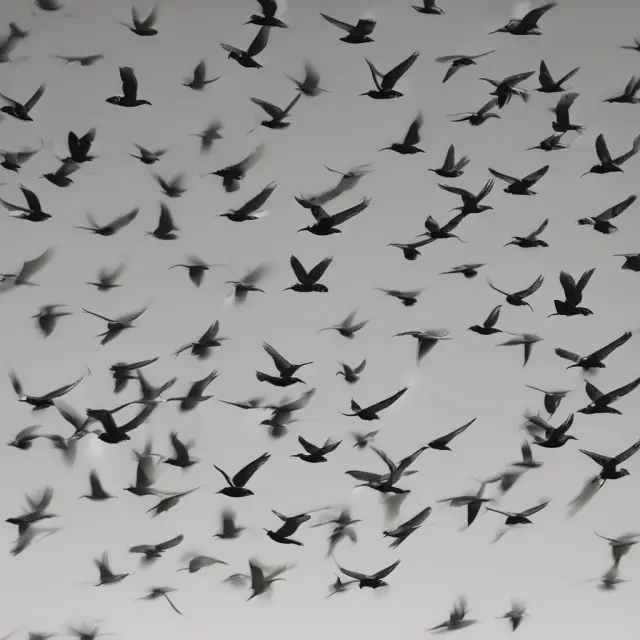 A flock of identical birds in mid-air, representing numerous firms in perfect competition