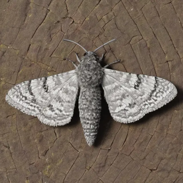 An English peppered moth transforming in a polluted financial world, symbolizing the importance of adaptability for businesses and traders
