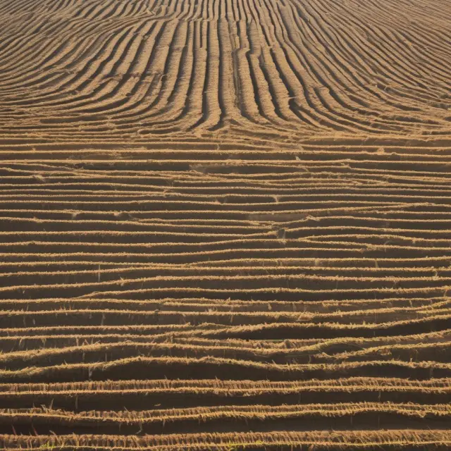 An image depicting low-par value stocks emerging from the soil between established no-par value stock plants, symbolizing their unique presence in the market