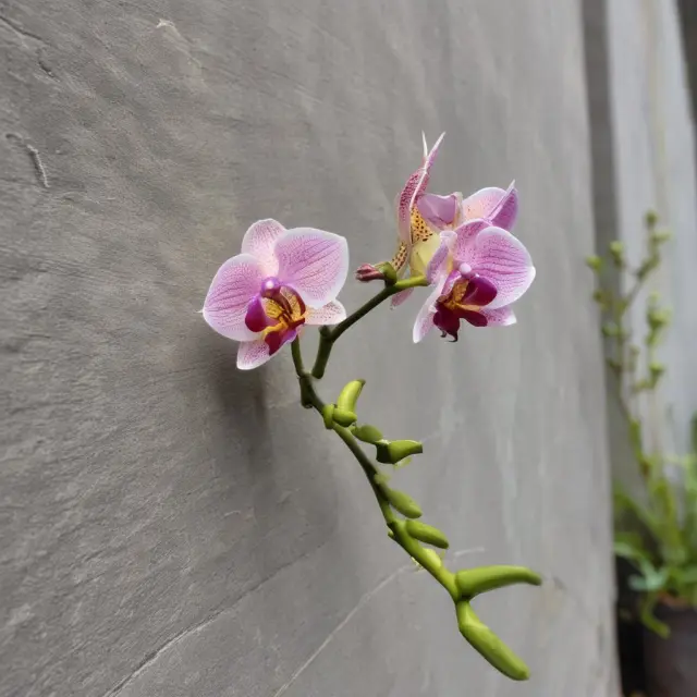 A vibrant, rare orchid blooms as it touches a barrier wall, symbolizing the activation of a knock-in barrier option.