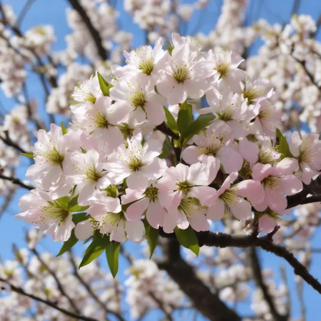 A flourishing tree representing various VEBA benefits: life insurance, disability coverage, health care, and retirement plans