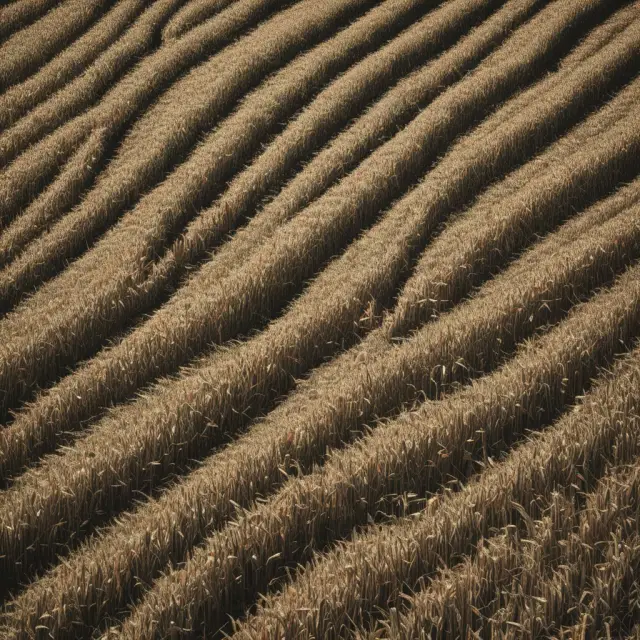 Visible cornfield with an underlying network symbolizing hidden or future supply influences on commodity markets