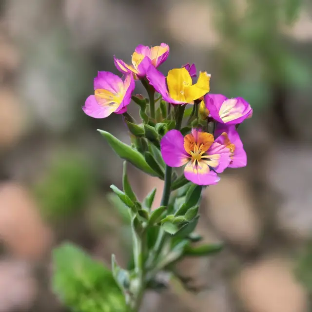 A hidden bloom on an overlooked wallflower bush, symbolizing undiscovered potential in neglected stocks