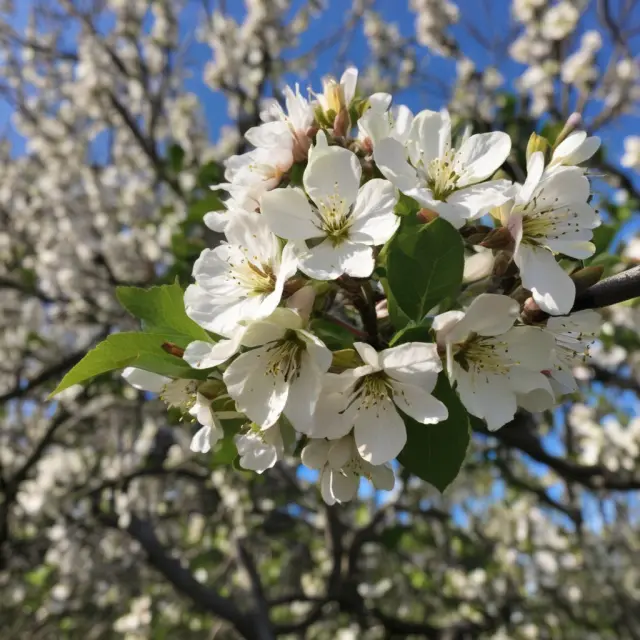 An apple tree blooms with new shares after a rights offering, symbolizing a company raising capital while maintaining investor ownership. Apple