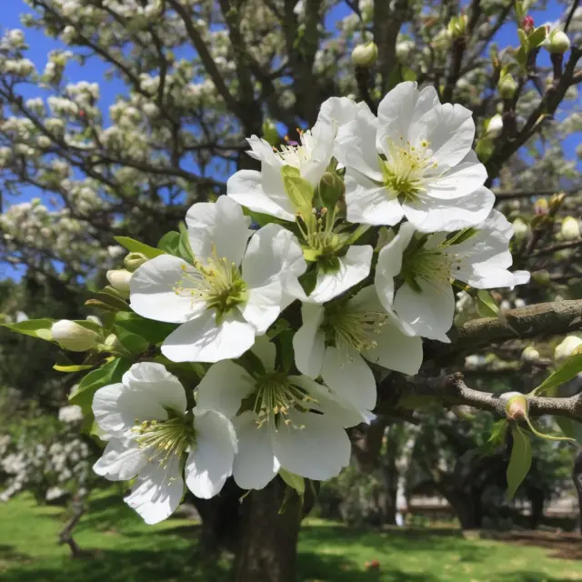 Gardener Emma tenders to a thriving apple tree representing her investment in XYZ Corporation, bearing fruits of high dividends and continuous growth.